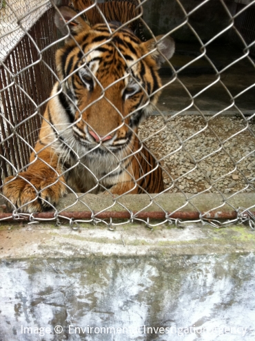 Factsheet_WWF Indochinese Tiger by Tracy B - Issuu