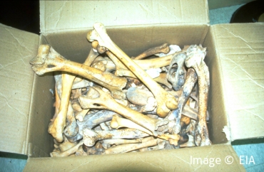 Tiger bones